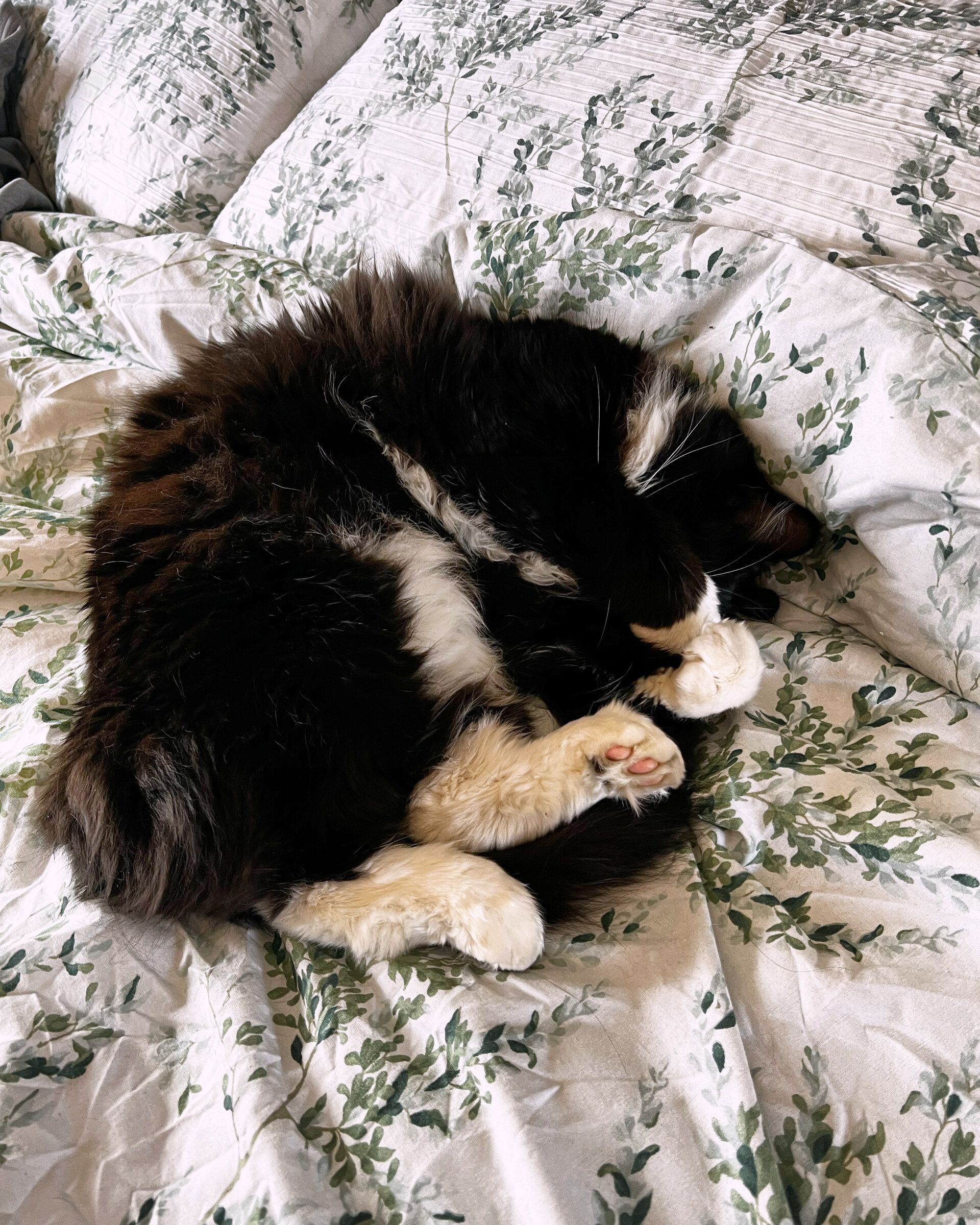 A long-haired cat asleep, curled up on the bed in her own home